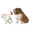 puppy vet and cat and stethoscope